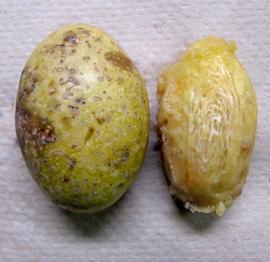   Fruit:   Spondias dulcis , showing intact fruit and pyrene; Photo by D. Bitzel, USDA APHIS PPQ, imageID.idtools.org
